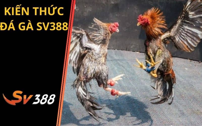 Tổng hợp các kiến thức đá gà được chia sẻ tại SV388