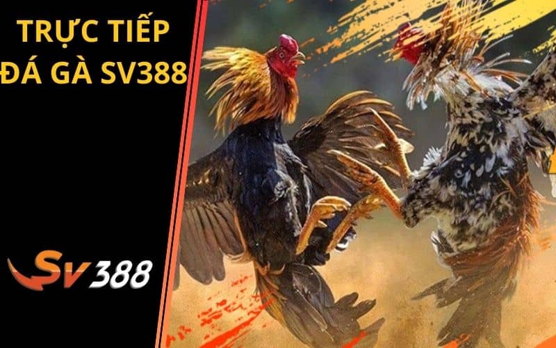 Xem trực tiếp đá gà độc quyền tại SV388